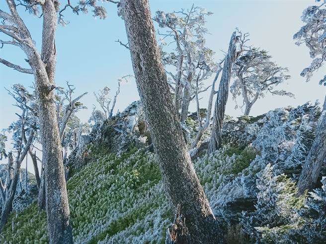 寒流来袭，百岳之一的北大武山出现了「雾淞」美景。（屏东林管处提供／潘建志屏东传真）