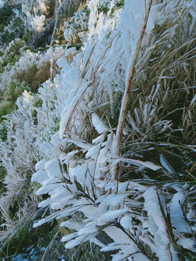 寒流来袭，百岳之一的北大武山出现了「雾淞」美景。（屏东林管处提供／潘建志屏东传真）