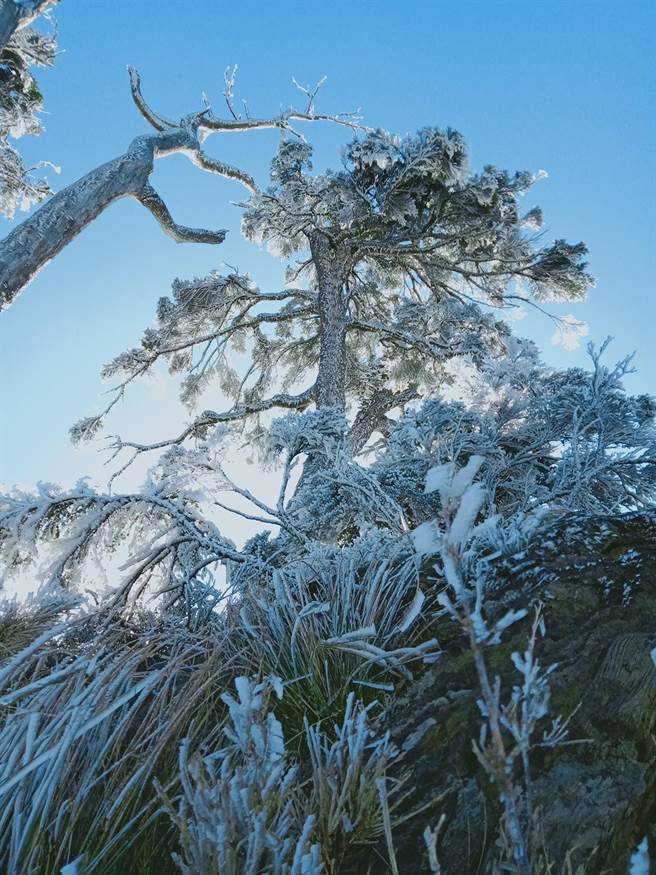 寒流来袭，百岳之一的北大武山出现了「雾淞」美景。（屏东林管处提供／潘建志屏东传真）