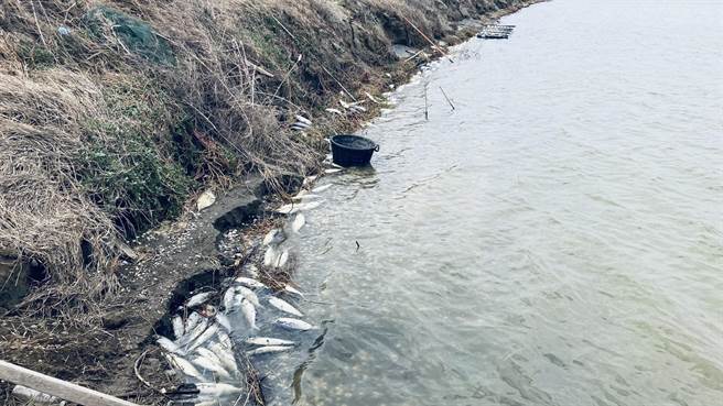 第二波寒流7日南下，9日嘉义县养殖渔业新增寒害灾情。（嘉义县政府提供／张毓翎嘉义传真）