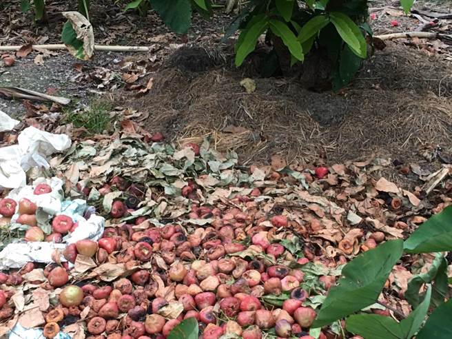 这波寒流气温极低，造成屏东莲雾落果情形严重。（立委周春米提供／潘建志屏东传真）