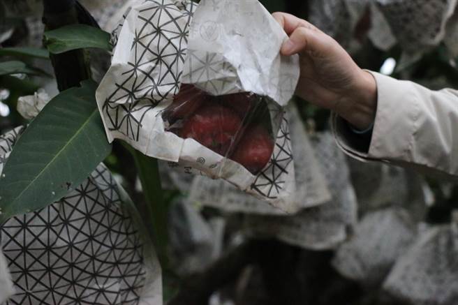 这波寒流气温极低，造成屏东莲雾落果情形严重，翻开套袋一看，很多都已落果在套袋里。（立委周春米提供／潘建志屏东传真）