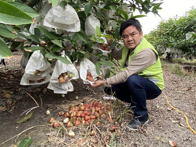 这波寒流气温极低，造成屏东莲雾落果情形严重，立委周庄瑞雄前往勘灾。（立委庄瑞雄提供／潘建志屏东传真）