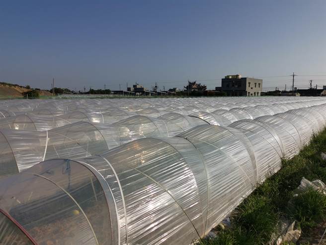 北門區洋香瓜田都已蓋好帆布，仍不敵寒害。（劉秀芬攝）