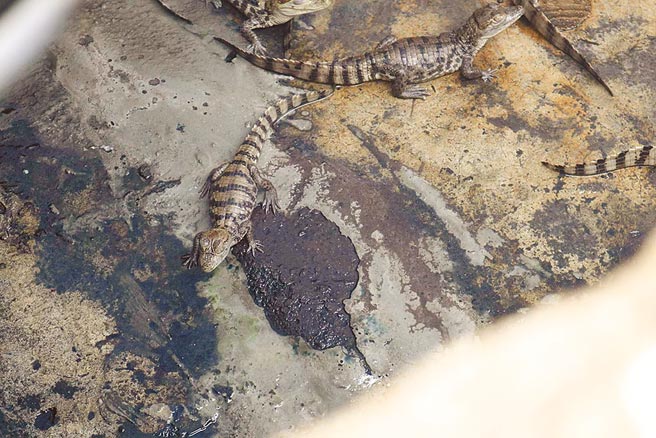 小鱷魚住在有如「蒸氣室」的環境，平安度冬。（張毓翎攝）