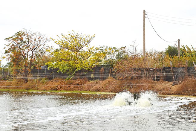 嘉義沿海漁民在魚塭北側搭建防風棚，維持較高且穩定的水溫。（嘉義縣政府提供／張毓翎嘉義傳真）