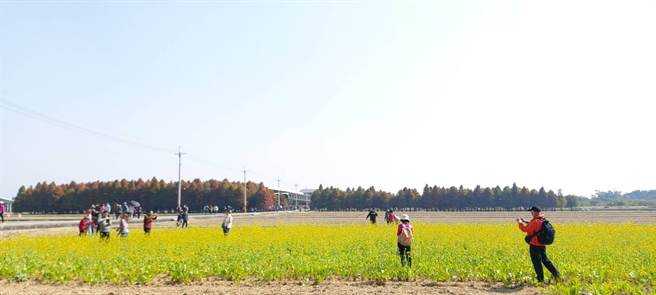 花田吸引遊客拍照。（劉秀芬攝）