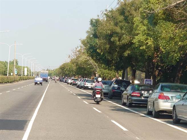 陽光露臉，六甲賞落羽松人潮暴增，路旁停車綿延兩公里。（劉秀芬攝）