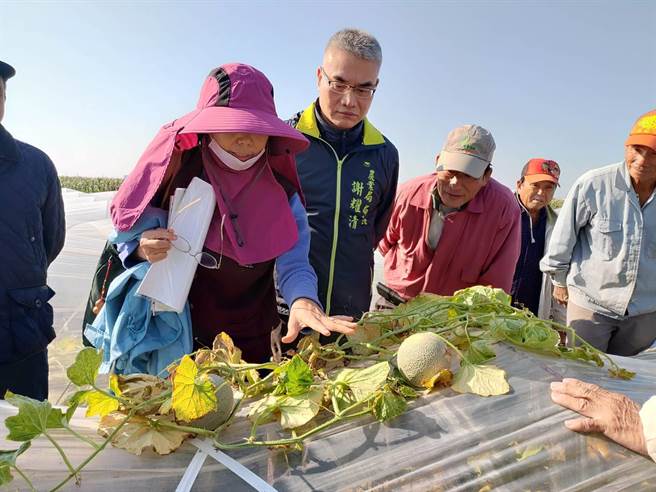 台南市农业局长谢耀清（左二）听取农改场副研究员黄圆满（左一）说明洋香瓜生长情形。（台南市农业局提供／刘秀芬台南报导）