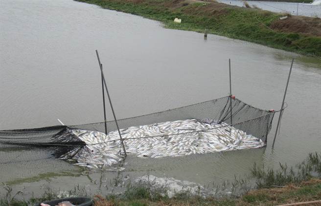 連續兩波寒流來襲，造成台南市養殖虱目魚受損嚴重。（ 台南市農業局提供／劉秀芬台南傳真）