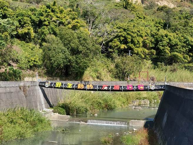 苗栗縣政府保育石虎，打造野生動物專用通道，引導石虎安全覓食。（何冠嫻攝）