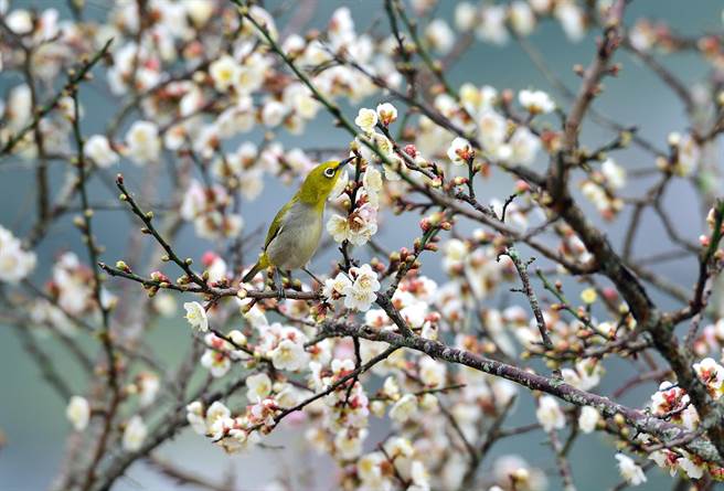 在寒流的催促下梅花怒放，吸引綠繡眼穿梭覓食，民眾賞花又賞鳥。（莊哲權攝）