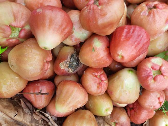 ▲1月寒流蓮霧受災，高雄蓮霧現金救助即日受理。（高雄市農業局提供／林雅惠傳真）