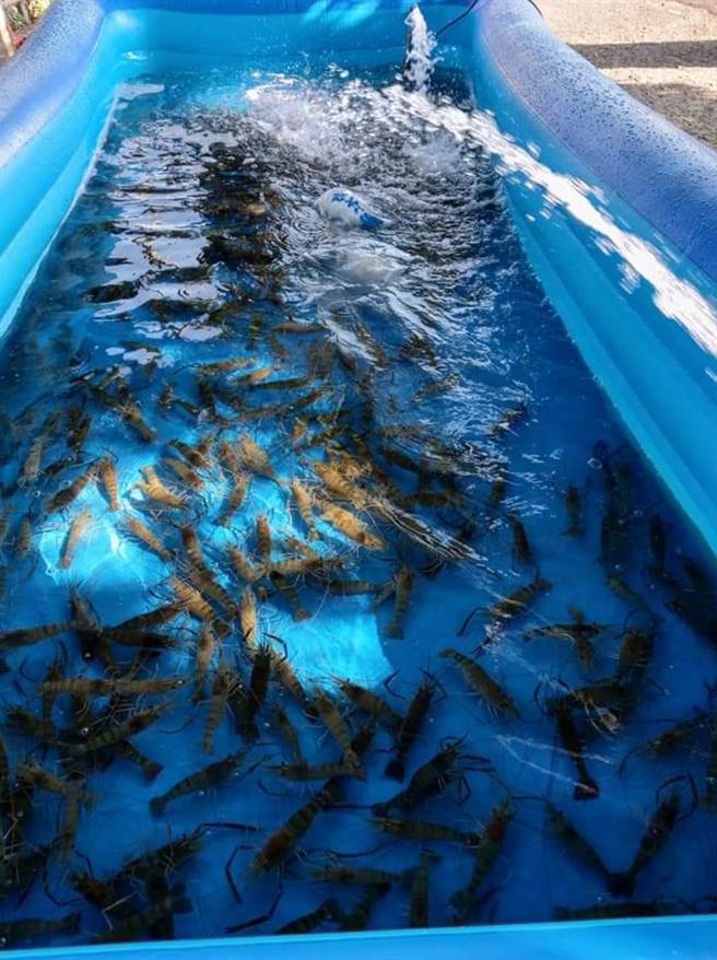 老闆店裡的泰國蝦(圖片取自/爆廢公社公開版)