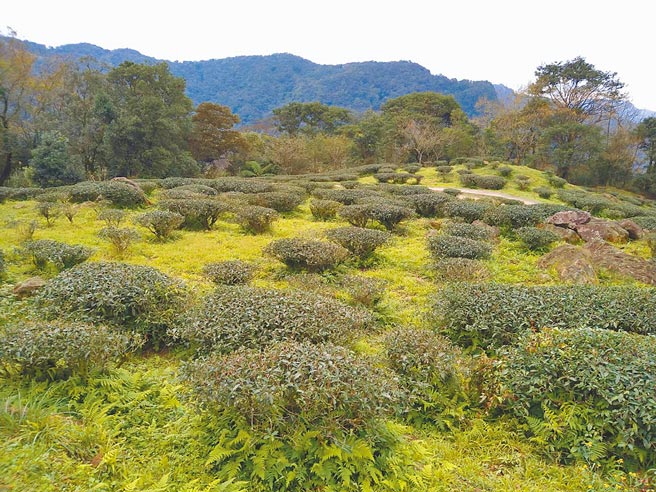 近日寒流來襲，新北市三峽茶農擔憂氣溫驟降，恐怕會使茶樹生長不完全，影響春夏季茶葉收成。（三峽熊空茶園提供／蔡雯如新北傳真）