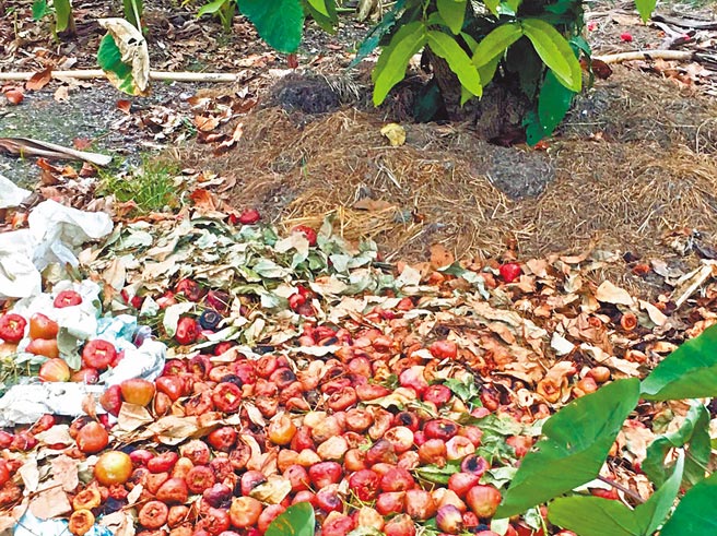 这波寒流气温极低，造成屏东莲雾落果情形严重。（立委周春米提供／潘建志屏东传真）