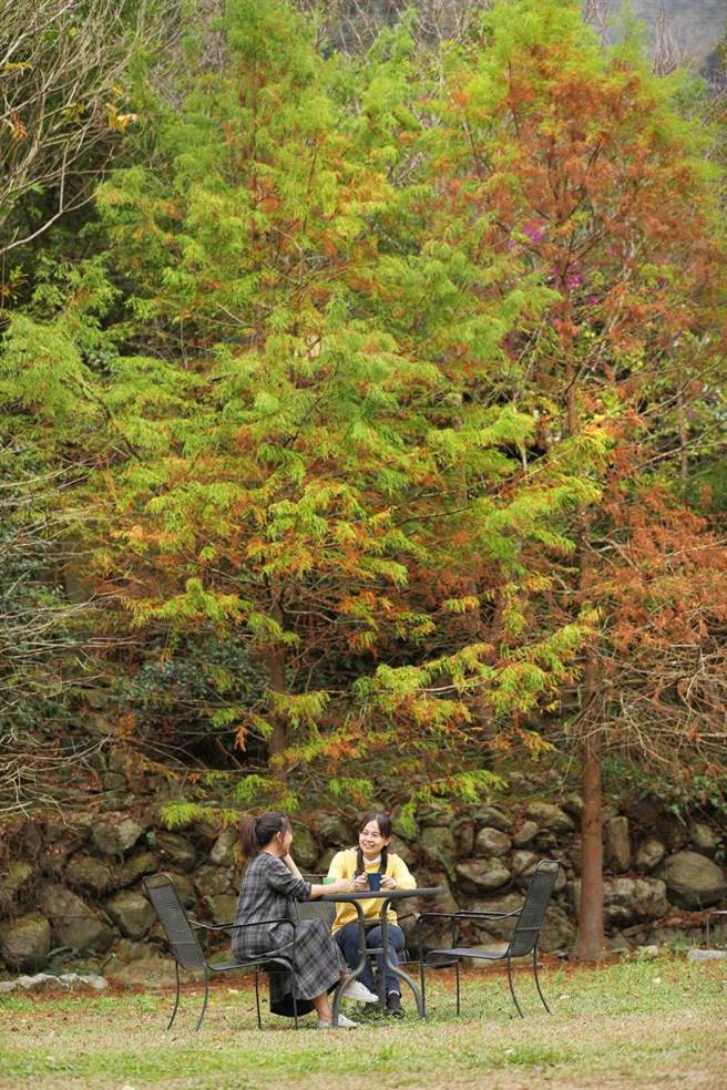 「私房雨露休閒农场」的主人在园区里种植了落羽松、枫树、五叶松、桂花、肖楠及樱花等树木，不同季节造访，皆有不同风情。（图／于鲁光摄）