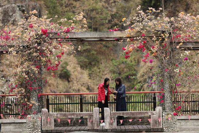 谷关吊桥旁的观景平台可欣赏附近的群山，正好有九重葛等花朵盛开，增添美感。（图／于鲁光摄）