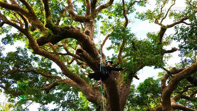 爬上100岁茄苳树，玩恒春秘境再品花雕鸡狮子头。
(图／行遍天下提供)