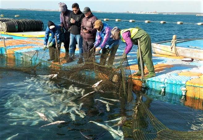 寒害侵袭，澎湖箱网养殖出现海鲡幼鱼陆续死亡。（农渔局提供／陈可文澎湖传真）