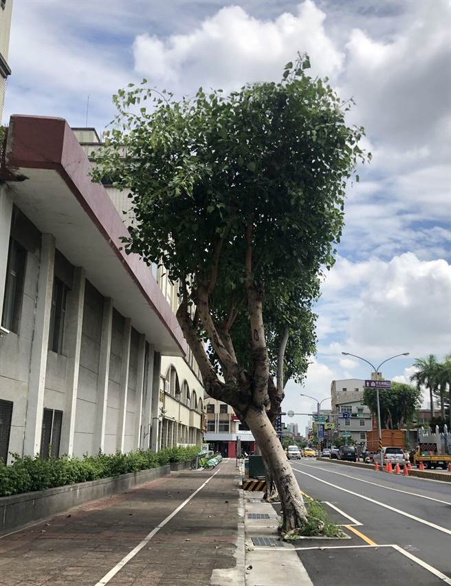 南市府工务局近日发现台南市南门路、国民路（从健康路至大同路段）共有21株菩提树严重歪斜，经树木专家评估后，预计2月底前全数移除。（工务局提供／李宜杰台南传真）