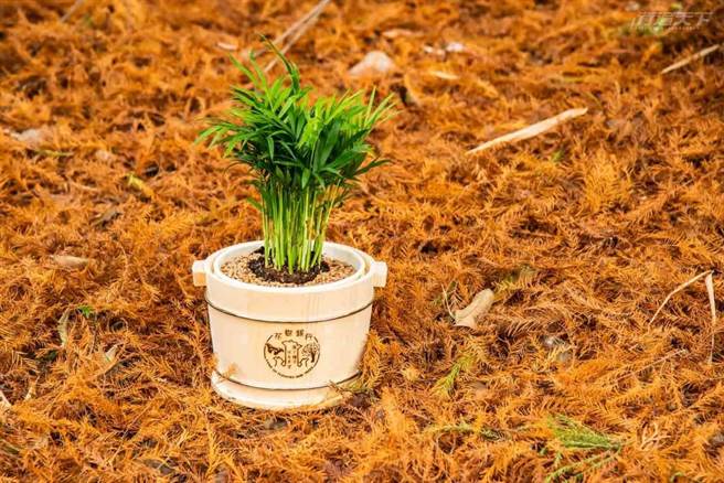 事先預約就能吃到的餐盒便當，吃完後還能用木餐盒做出小樹盆栽。(圖／行遍天下提供)