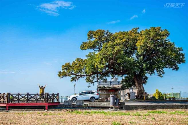 三春老樹與藍天相映壯觀且讓人能量飽滿。(圖／行遍天下提供)