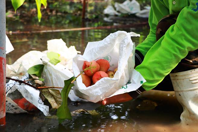 寒流接连来袭，屏东莲雾大量落果、损失惨重，行政院长苏贞昌虽承诺灾损补助从宽从速，但非根治办法，有农友认为从「莲雾保险」下手才是良策。（谢佳潾摄）