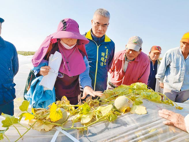 台南市农业局长谢耀清（左二）至北门区洋香瓜田勘灾。（台南市农业局提供／刘秀芬台南传真）