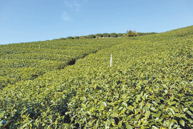 嘉义县竹崎乡茶农严秋锦预估，若持续不降雨，到了4月春茶产季，产量恐将减少。（张毓翎摄）