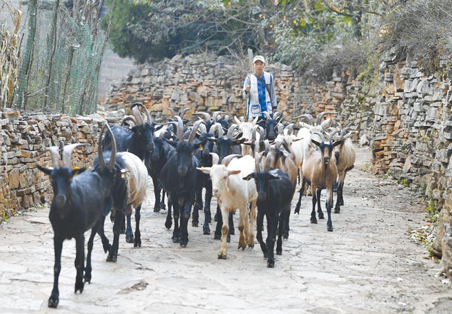 羊肉價格一到冬天就高漲，冬吃羊肉賽人參。圖為雲南村民趕著羊群前往山上放羊。（新華社）