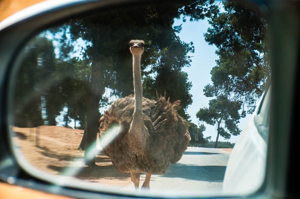 上周巴基斯坦的公路上，突突然出現一隻鴕鳥高速狂奔，嚇壞周圍路人。(示意圖／達志影像)