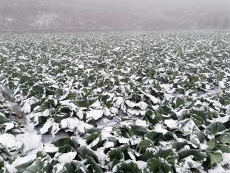 尖石受霜害影響菜農 農業處長幫宣傳：雪藏高麗菜更好吃