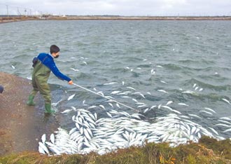 虱目魚養殖保險 3年僅投保18件