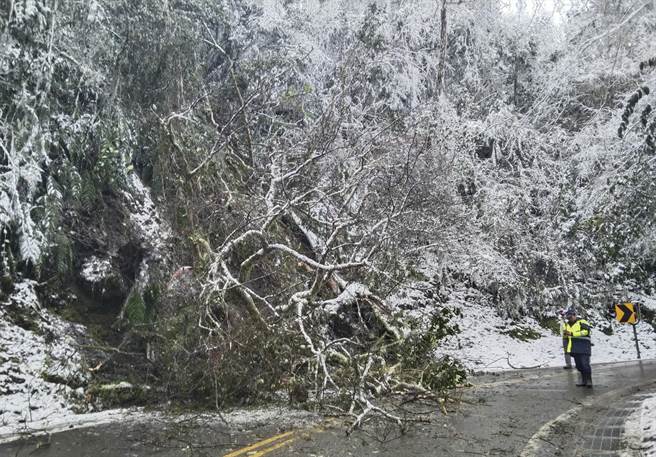 太平山山区树木因降雪倒塌，员警在场警戒。(宜兰三星分局提供)