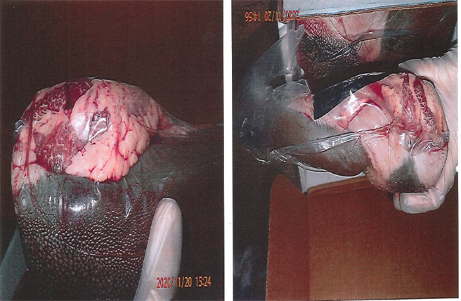 进口美国牛舌中验出有寄生虫。(食药署提供)