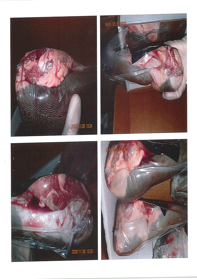 进口美国牛舌中验出有弓虫感染。(食药署提供)