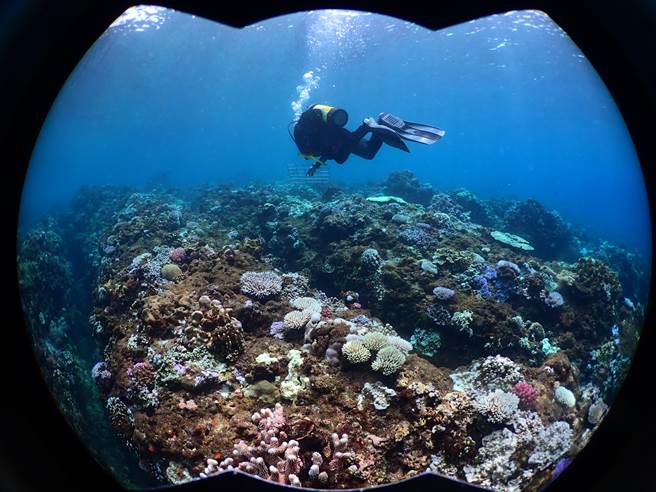 2020年7月30日的小琉球珊瑚白化调查，发现珊瑚及珊瑚礁白化十分严重。（郭兆扬提供）