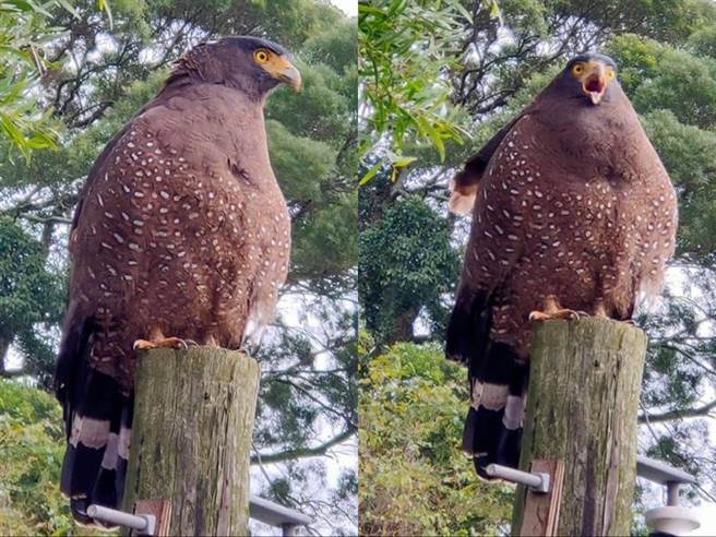 民眾在北投區登山步道上，發現了一隻超胖的「大冠鷲」。(圖／網友李友崇授權提供，請勿任意翻攝)