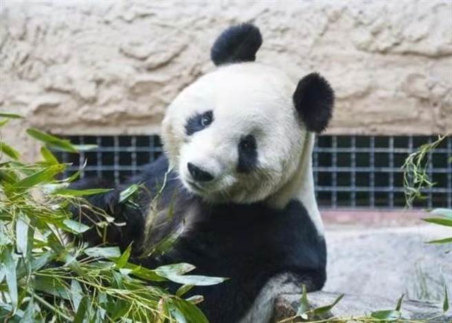 大熊猫「吉妮」因年老肾衰引起腹水，导致心臟衰竭，上周四（7日）晚上10时35分去世。