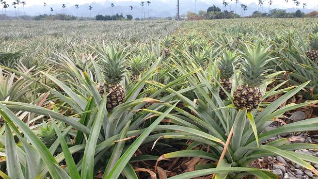 连续低温，富兴村的凤梨花出现冻伤，若气温回升，受冻凤梨花将出现腐烂。（农友提供／王志伟花莲传