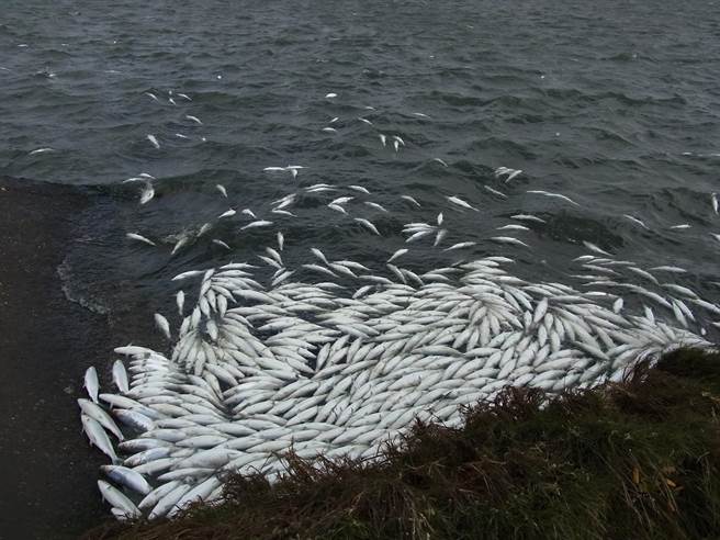 照顧漁民抗寒，雲林縣政府加碼補助虱目魚災損每公頃3000元。（張朝欣攝）