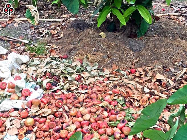 受寒流影响，农业产物估计损失达1亿943万元，其中以莲雾农损6904万最为严重、虱目鱼农损2179万为多。（本报系资料照）