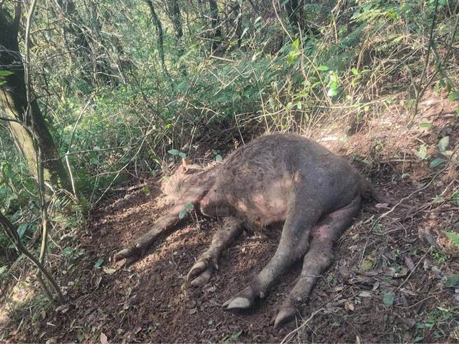 阳明山水牛又1死 小牛眼口鼻出血 惨死铁丝网旁（翻摄 脸书／为牛请命-巡牛志工队）