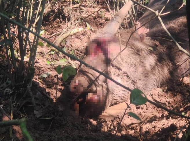 阳明山水牛又1死 小牛眼口鼻出血 惨死铁丝网旁（翻摄 脸书／为牛请命-巡牛志工队）