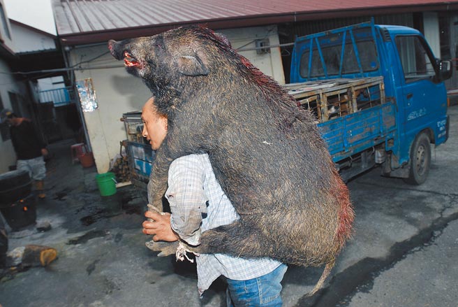 疫情爆發以來，山豬肉滯銷，「山豬王」吉亞努說，獵犬的飼料費成了沉重的負擔。（莊哲權攝）