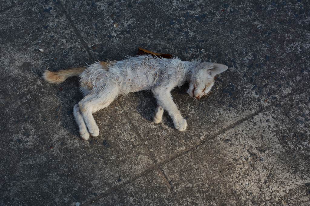 飼主發現愛貓不見，隨後在自家附近發現一具貓屍，當時誤以為是自己的貓被撞死，沒想到竟是烏龍一場。(示意圖/達志影像)