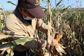 玉米5個月內遭逢旱災、寒災 農民訴根本是二次傷害