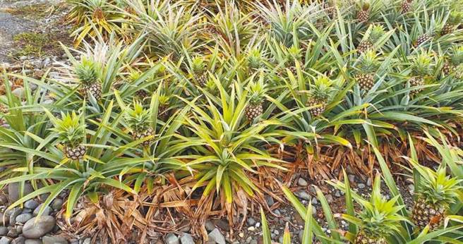 连续低温，富兴村的凤梨花出现冻伤，若气温回升，受冻凤梨花将出现腐烂。（图／农友提供）