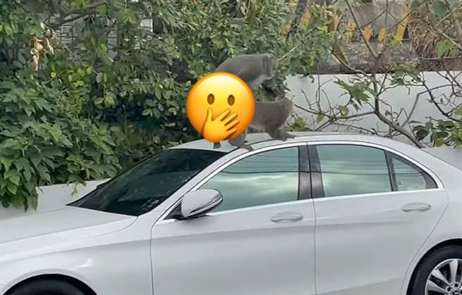 高雄柴山有民眾目擊猴子在車頂上交配，引起熱議。（臉書社團《爆廢公社公開版》／蘇育宣翻攝）